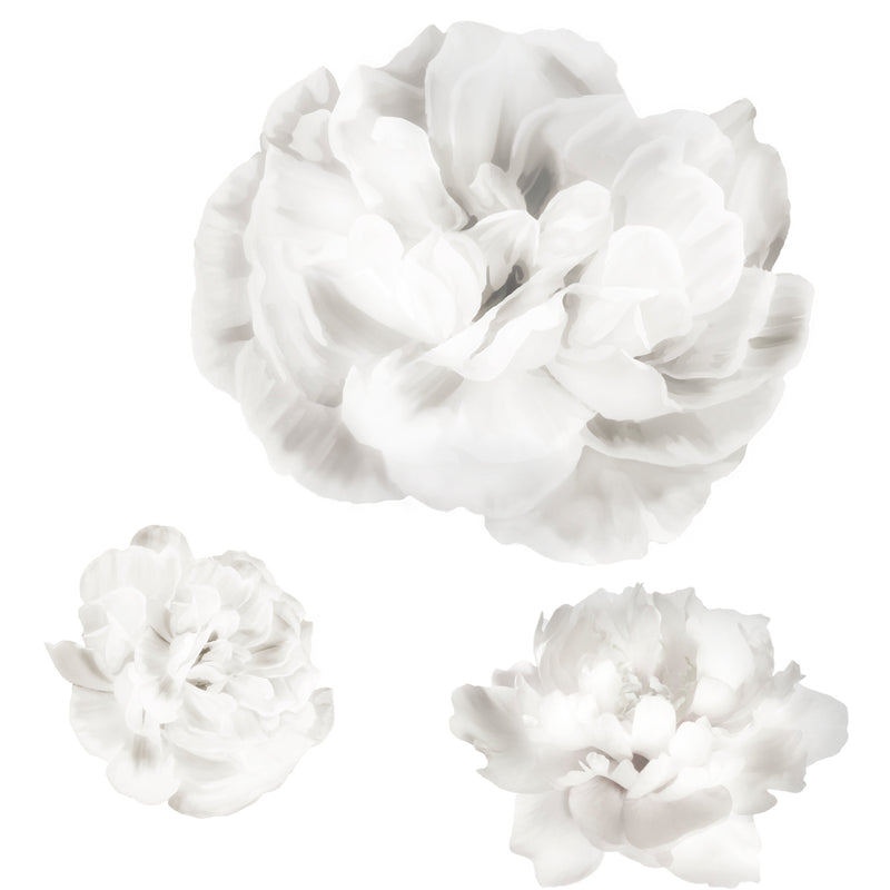 Peonias blancas